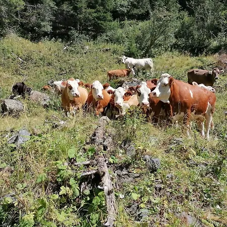 Waldpension Ranner By Interhome Steinfeld