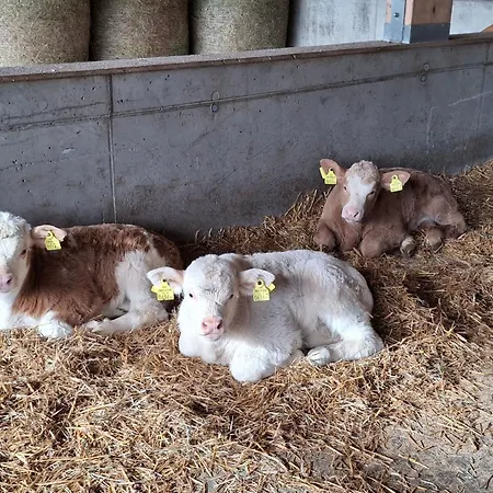 Waldpension Ranner By Interhome * Steinfeld