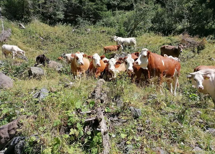 Waldpension Ranner By Interhome Steinfeld