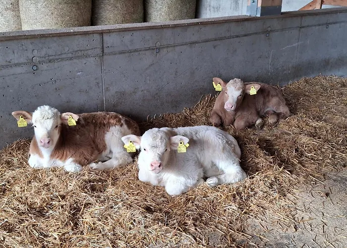 Waldpension Ranner By Interhome * Steinfeld